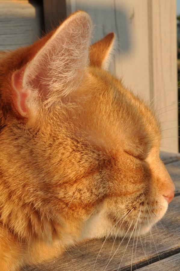 Ferienwohnung Roter Kater Am Nationalpark Eifel Bergbuir Buitenkant foto
